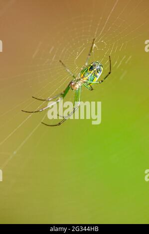 Orchard-Orbweaver im Netz Stockfoto