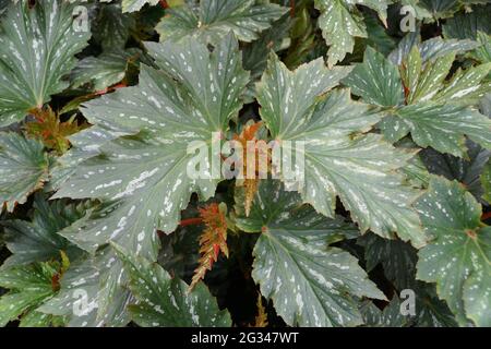 Wunderschöne und einzigartige Form von kanienartigen Begonia 'Lana'-Blättern Stockfoto