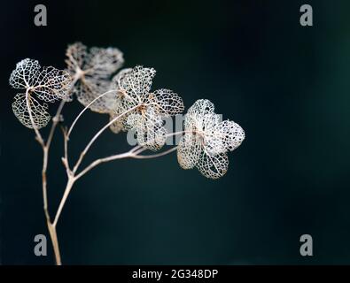 Lacy, romantische, zarte, getrocknete Hortensien-Skelette. Herbst Winter dunkel botanischen Hintergrund mit Copyspace Stockfoto