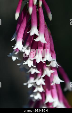 Nahaufnahme der rosafarbenen und weißen glockenförmigen Blüten der australischen Fuchsia-Heide, Epacris longiflora, Familie Ericaceae, Sydney, NSW, Australien Stockfoto