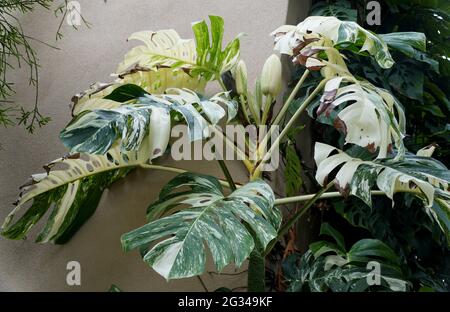 Eine ausgewachsene, bunte Monstera Deliciosa Albo Pflanze Stockfoto