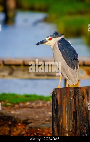 Am 9. Juni 2021, in Bayou La Batre, Alabama, steht ein erwachsener Schwarzkronenreiher auf einem Dock. Stockfoto