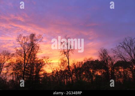 Farbenfroher Sonnenuntergang Mitte Juni durch die Bäume Stockfoto