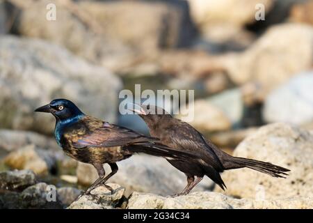 Junge, unreife, gemeine Grackle (Quiscalus quiscula) mit Eltern, erwachsener Vogel Stockfoto