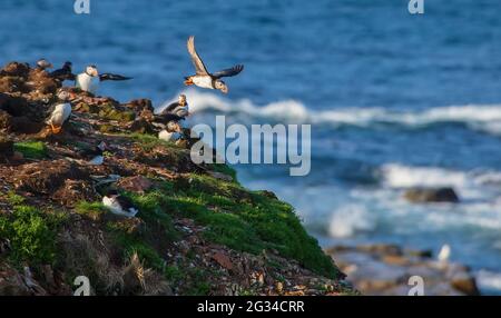 Mehrere atlantische Papageitaucher (Fraterkula arctica) auf einer felsigen, grasbewachsenen Klippe mit Blick auf den Ozean. Stockfoto