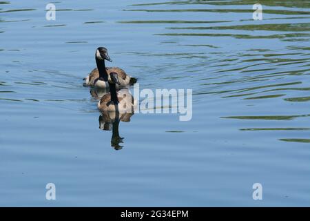 Zuchtpaar Kanadagänse, die in einer ruhigen, ruhigen Szene im See schwimmen Stockfoto