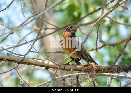 Amerikanischer Rotkehlchen oder Turdus emigratorius fressen geflügelte Insekten, während sie auf einem Ast sitzen Stockfoto