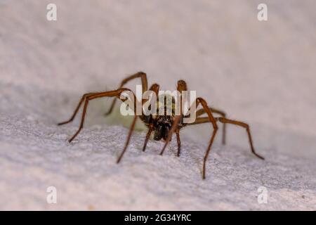 Eine große Winkelspinne kriecht an einer weißen Hauswand entlang Stockfoto