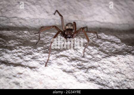 Eine große Winkelspinne kriecht an einer weißen Hauswand entlang Stockfoto