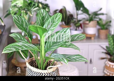 Tropische 'Aglaonema Stripes'-Zimmerpflanze mit langen Blättern und silberfarbenem Streifenmuster im Blumentopf