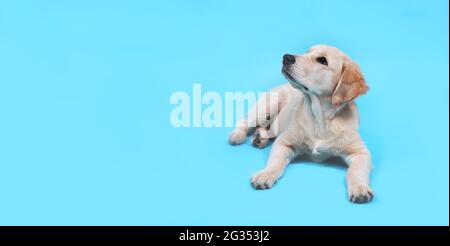 Cute Retriever Welpe liegt auf einem blauen Hintergrund und schaut nach oben. Banner mit Kopierbereich. Hochwertige Fotos Stockfoto