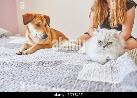 Weiße britische Katze und großer niedlicher Hund mit Ingwer sitzen auf Das Bett nebeneinander Stockfoto