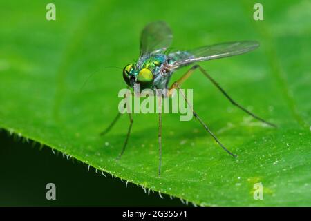 Makro-Fotografie von langbeinig fliegen auf Green Leaf Stockfoto