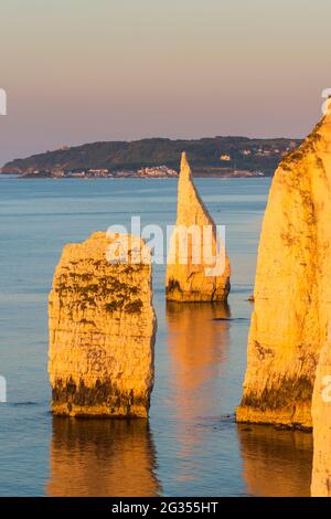 The Pinnacles, Swanage, Dorset, Großbritannien. Juni 2021. Wetter in Großbritannien. Die Pinnacles und Klippen in der Nähe der Old Harry Rocks in Dorset leuchten an einem warmen, klaren Sommermorgen kurz nach Sonnenaufgang orange im goldenen Licht. Bildnachweis: Graham Hunt/Alamy Live News Stockfoto