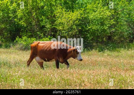 Kuh auf einer Lichtung im Wald Stockfoto