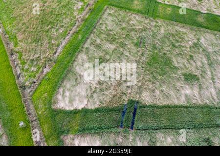 Muster im Schilf, Fauler See Landschaftsschutzgebiet, Wanzleben, Deutschland Stockfoto