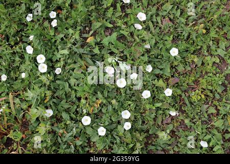 Weed Morning Glory oder Lesser Bindweed, Convolvulus arvensis blüht Stockfoto