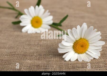 Gänseblümchen liegen auf einem Tisch, der mit einer Leinentischdecke bedeckt ist. Selektiver Fokus. Stockfoto