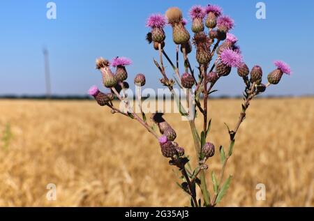 Distel gegen das Weizenfeld säen. Sonchus arvensis rosa Blütenpflanze mit Knospen und Blättern. Sonchus-Pflanze ist die Form des Unkrauts der landwirtschaftlichen Felder Stockfoto