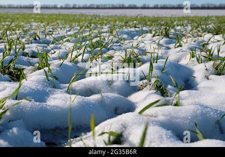 Sprossen aus Winterweizen. Junge Weizensämlinge wachsen auf einem Feld. Grüner Weizen bedeckt von Schnee. Stockfoto