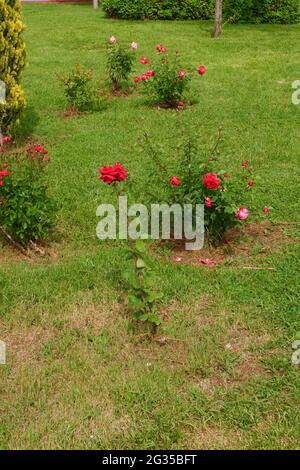 Bunte Rosen auf Gras im Park Stockfoto