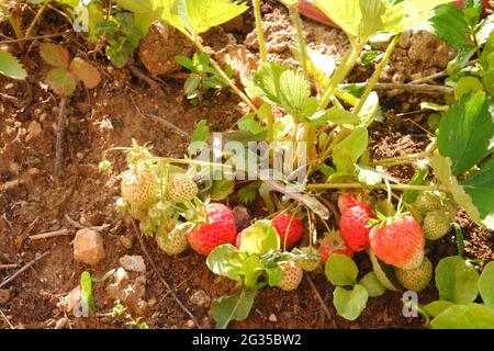 Rote und rohe grüne Erdbeeren, die im Garten wachsen Stockfoto