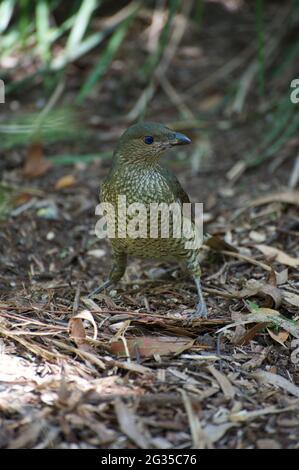 Der männliche Satin Bower Bird (Ptilonorhynchus violaceus) hat ein schwarzes Gefieder mit blauem Glanz - sein Partner ist viel schüchterner, mit perfekter Tarnung! Stockfoto