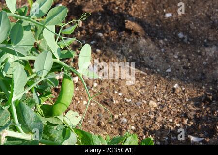 Vicia faba -breite Bohne- Nahaufnahme im Garten Stockfoto