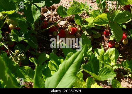 Rote und rohe grüne Erdbeeren, die im Garten wachsen Stockfoto