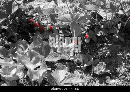 Wachsende Erdbeere auf dem Boden monochromen roten Filter Stockfoto