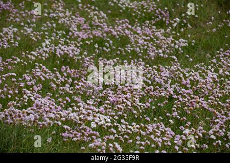 Sea Thrift (Armeria maritima) in Walberswick, Suffolk Stockfoto