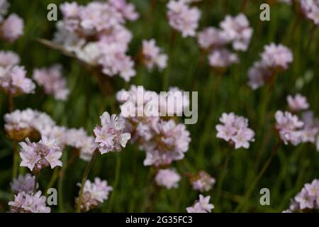 Sea Thrift (Armeria maritima) in Walberswick, Suffolk Stockfoto