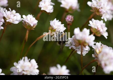 Bumble-Biene, wahrscheinlich Buff-tailed Hummel (Bombus terrestris) bedeckt mit Pollen in Sea Thrift (Armeria maritima) in Walberswick, Suffolk Stockfoto