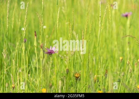 Tragopogon coelesyriacus, Jack-go-to-bed-at-noon oder gewöhnliche oder violette Salsify Stockfoto