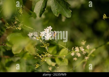 Frühe Bumblebee (Bombus pratorum) auf Sweet Cicely (Myrhis odorata), Suffolk Stockfoto