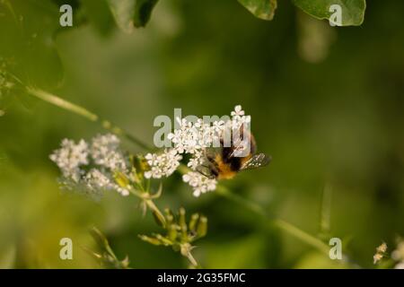 Frühe Bumblebee (Bombus pratorum) auf Sweet Cicely (Myrhis odorata), Suffolk Stockfoto