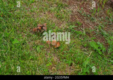 Wilde Pilze auf Gras im Schatten Stockfoto