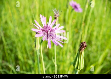 Tragopogon coelesyriacus, Jack-go-to-bed-at-noon oder gewöhnliche oder violette Salsify Stockfoto