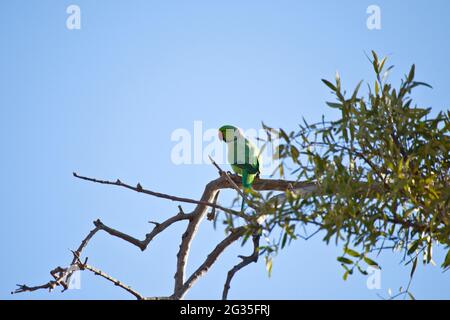 Rosenberingsittich, der einen Ast des Baumes in blauem Himmel, Vogel auf dem Ast sitzt Stockfoto