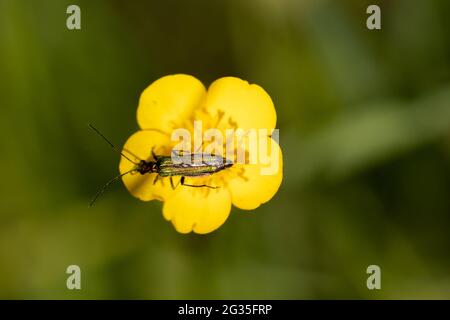 Weiblicher fetter Blütenkäfer (Oedemera nobilis) auf Butterbecher (Ranunculus Repens) Stockfoto