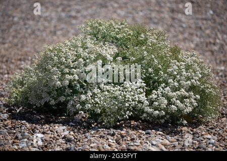 Meerkohl (Crambe Maritima) Stockfoto