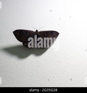 Ein brauner Schmetterling an einer Wand, der von einer hellen Lichtquelle angezogen wurde und dessen langgestreckter Schatten an der Wand zu sehen war Stockfoto