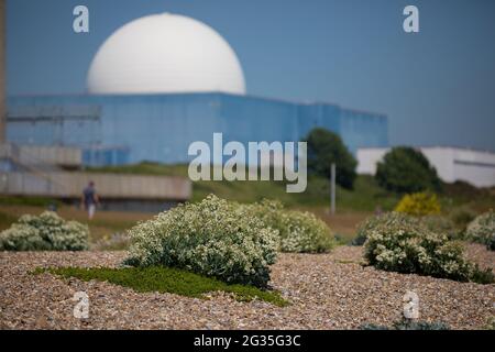 Sea Kale (Crambe maritima) am Sizewell Beach vor dem Atomreaktor Sizewell B. Stockfoto