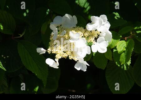 Licht- und Schatteneffekte des cremig-weißen Blütenstands des Viburnum plicatum-Strauches Stockfoto