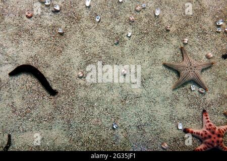 Seesterne, Seegurken und viele Muscheln auf dem Sandboden des Strandes, Blick durch kristallklares Meerwasser. Platz und Hintergrund kopieren. Stockfoto