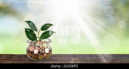 Konzept für wachsendes Geld. Stockfoto