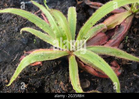 Drosera adelae Lanze-Laub-Sonnentau fleischfressende Pflanze, Familie: Droseraceae Stockfoto