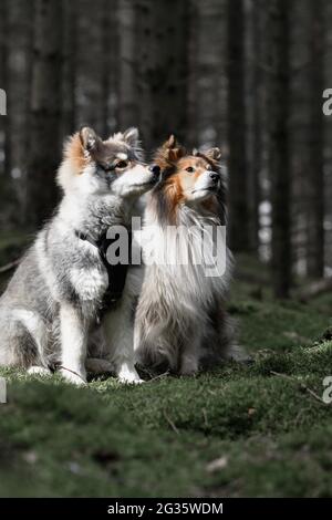 Porträt eines jungen finnischen Lapphundhundes und eines Sheltie Shetland Sheepdogs im Wald Stockfoto