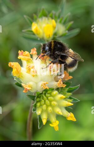 Hummel, die sich von Nektar aus Nierendrüben (Anthyllis Vulneraria), gelben Wildblumen auf Kreide im Vorland, Surrey, Großbritannien, ernährt Stockfoto