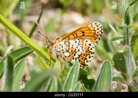 Glanville fatillary Butterfly (Melitaea cinxia), Großbritannien Stockfoto